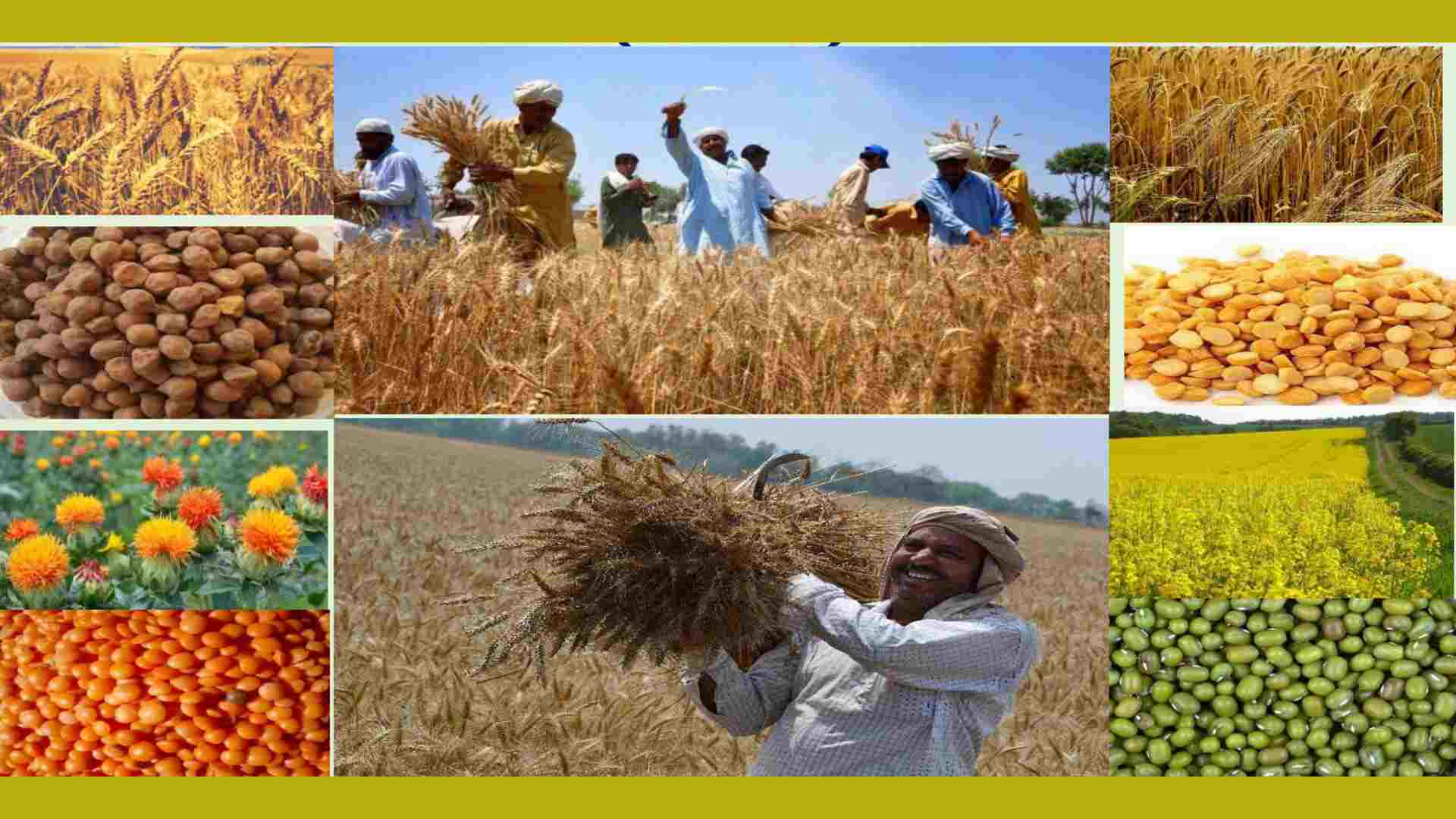 Haryana's Comprehensive MSP Scheme: Supporting Farmers with 14 Crop Types
